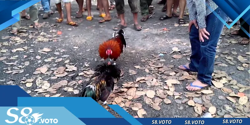 Đá gà S8 mang đến khái niệm hiện đại, khác biệt rõ ràng và sự tin tưởng tuyệt đối từ cộng đồng.