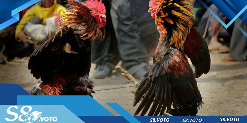 da-ga-thomo-anh-dai-dien