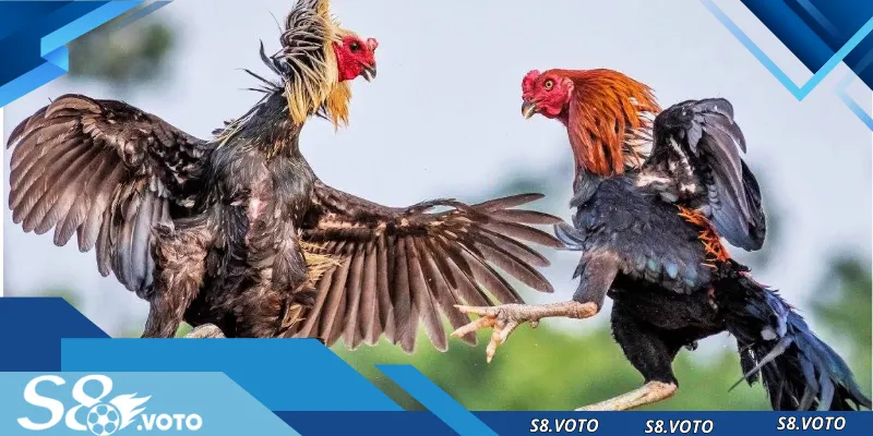 Cách chơi đá gà Thomo chuẩn xác từ A đến Z