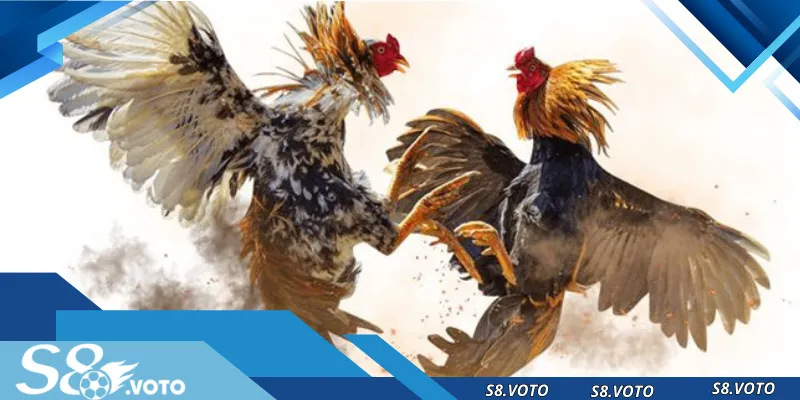 Giới thiệu sảnh đá gà trực tiếp S8 nổi tiếng trên thị trường