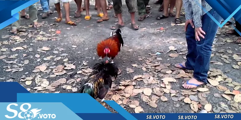 Tổng hợp cách tham gia đá gà trực tiếp S8 dành cho tân binh